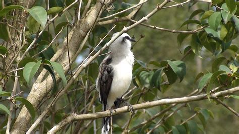 Fotos Gratis árbol Naturaleza Rama Pájaro Volador Fauna