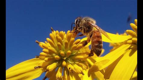 Honey Bee Pollination
