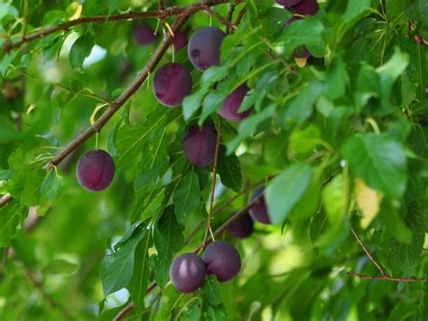 Prunus Domestica Amers Śliwa