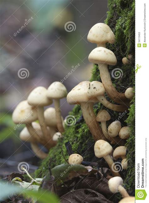 Mushrooms On A Stump Stock Image Image Of Life Mushroom 34113453