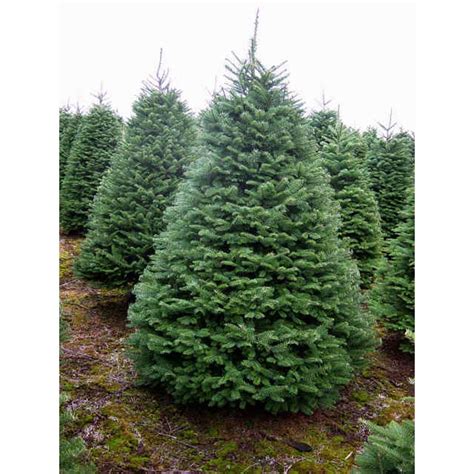 Meaning of fir in english. Any extra measures for buying orchid bark substrate? | Tortoise Forum