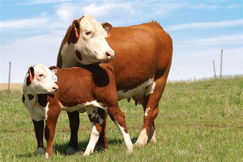 Cow And Calf Hereford Cows Sweet Cow Beef Cattle Cattle Ranching
