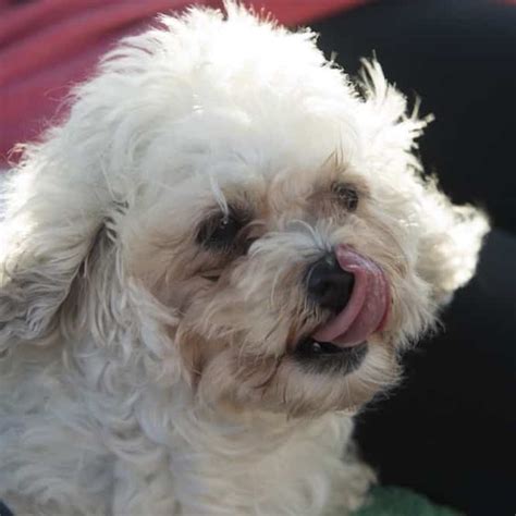 The cheapest offer starts at £100. 77+ Bichon Shih Tzu Puppies For Sale Near Me - l2sanpiero