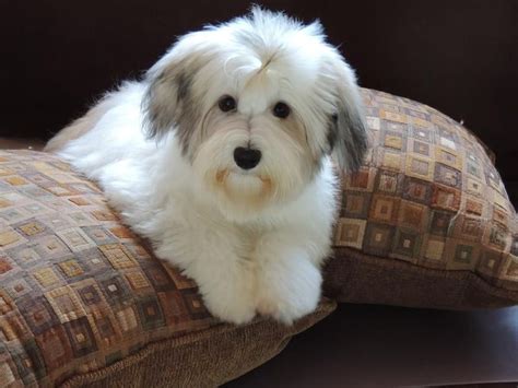 These are vigorous dogs with a lively, springy gait. Pin by Irene Mitchell on Dog Dreams in 2020 | Havanese ...
