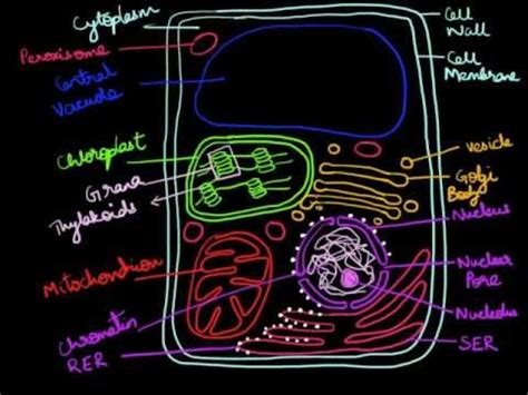 Identify the cell structures that the red arrow is pointing to in the images of a plant cell diagram. How to draw a plant cell - YouTube