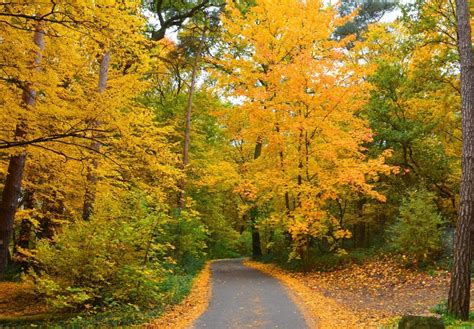 Free Picture Forest Trail Nature Tree Leaf Wood Road Landscape