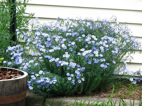 Photo Of The Entire Plant Of Blue Flax Linum Perenne Posted By