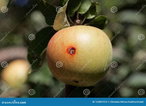 Boring Trace Of A Codling Moth Cydia Pomonella In An Apple Stock Image