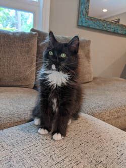Advertise, sell, buy and rehome siberian cats and kittens with pets4homes. Customers Kittens - Heart of Gold Siberian Kittens for ...