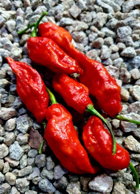 Bhut Jolokia Red Ghost Afterburn Grow