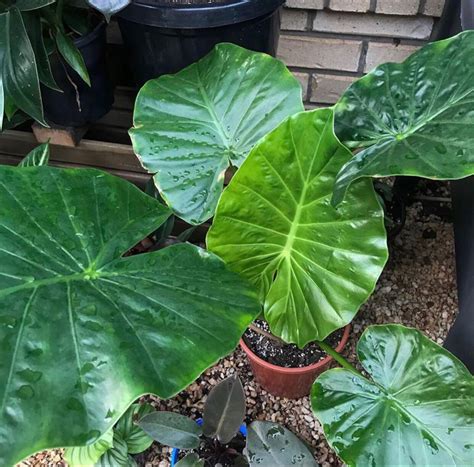 Learn how to grow and care for elephant ears, plus discover 7 great to prevent disease problems, water in the morning so they go into the night dry. The must read beginner care guide to Elephant Ear | Indoor ...