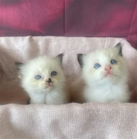 Beautiful Mink And Traditional Coloured Ragdoll Kittens
