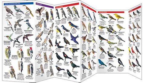 South Dakota Birds A Pocket Naturalist Guide