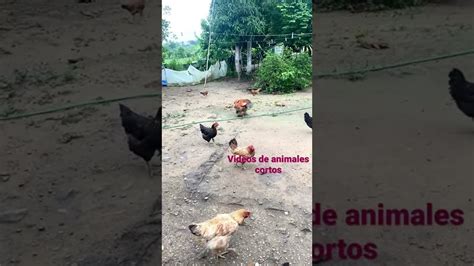 Mira Como El Gallo Pisa La Gallina Gallo Pisando Gallina Youtube