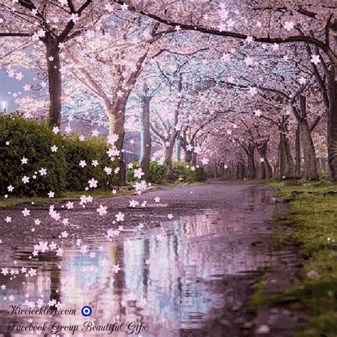 Famous Anime Cherry Blossom Tree Gif References