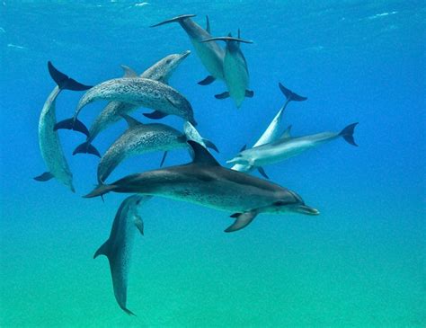 Dolphin Pod 1 Wildquest Wild Dolphin Swims Bahamas