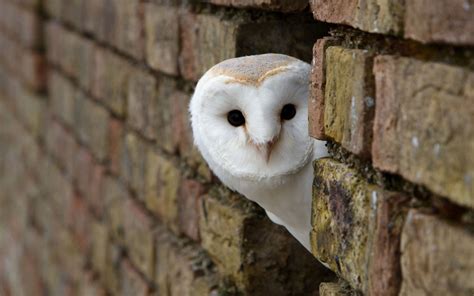 Birds Animals Owl Bricks Wallpapers Hd Desktop And Mobile Backgrounds
