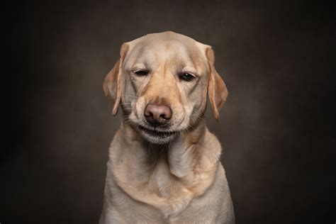 Photographer Captures Dogs Displaying Human Expressions Fstoppers