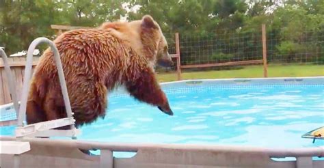 Grizzly Bear In A Pool Having Fun Has To Be The Happiest Video Youll See