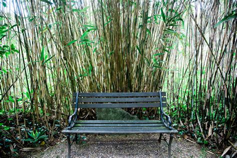 Bamboo The Japanese Garden