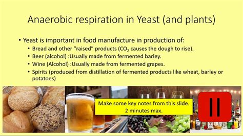 Anaerobic respiration occurs in the absence of oxygen. GCSE Biology: Anaerobic respiration in yeast - YouTube