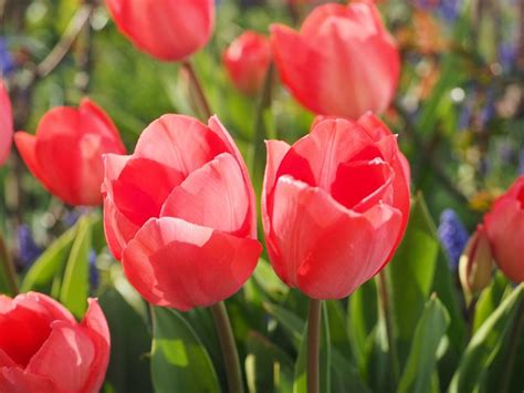 18 Spring Flowers For A Beautiful Garden Garden Design
