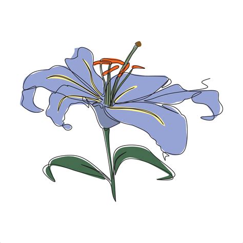 Vector Lily Flower Drawing Of One Continuous Line Color Illustration