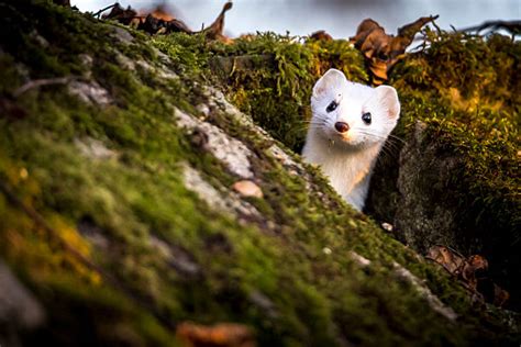 White Weasel Pictures Stock Photos Pictures And Royalty Free Images Istock