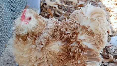 Frizzle Chicken Breed Guide Origin Weight Meat Egg Production And
