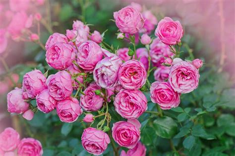 Pink Roses Grow In The Garden Beautiful Pink Rose Bush Grows Stock