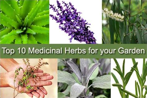 Top 10 Medicinal Herbs To Grow In Your Garden Medicinal Plants
