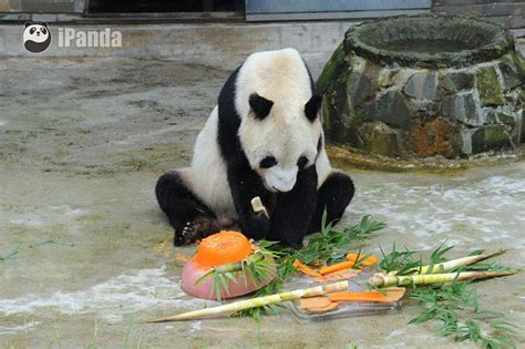 Worlds Oldest Male Panda Pan Pan With Over 130 Descendants Dies Of