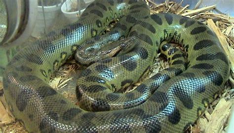 Green Anaconda Faq Guide On Food Habitat Size Lifespan And Predators