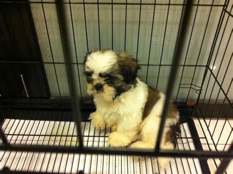 And what makes dogs throw up, anyway? 5 month old Shih Tzu pedigree puppy for adoption (Joo n ...