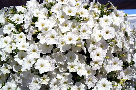 Opera supreme petunia • pink morn petunia x hybrida. Petunia F1 Opera Supreme™ Series - American Takii