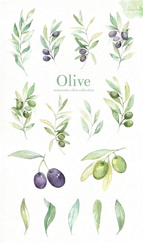 Olive Watercolor Clipart Floral Watercolor Flower Drawing Watercolor