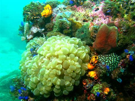 Coral Reef Philippines Marine Ecosystem Biodiversity Ecosystems