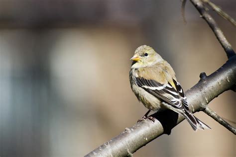 10 Fascinating Facts The American Goldfinch Lyric Wild Bird Food