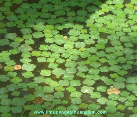 Maybe you would like to learn more about one of these? Ciri Khusus Teratai dan Fungsinya | Materi dan Soal Biologi