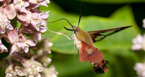 Hummingbird Moth Facts Images And Species Info Hummingbirds Plus