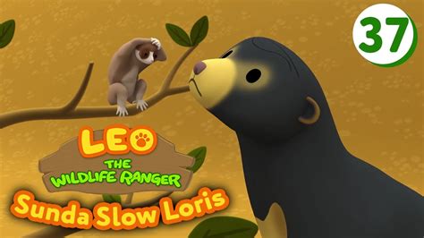Sunda Slow Loris Leo The Wildlife Ranger Episode 37 Youtube