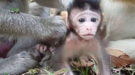 Monkey Protects Baby Monkey Finding Lice Life Of Monkey In Cambodia