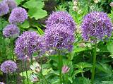 Allium | Group of 6 - Royalty Free Images - Click image - Pixstock Royalty Free Images