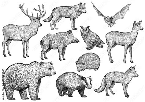 Forest Animal Illustration Drawing Engraving Ink Line Art Vector