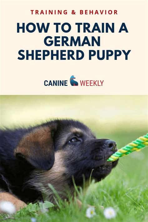 A Puppy Chewing On A Rope With The Title Training And Behavior How To