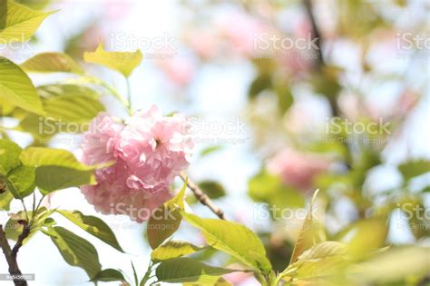 Beautiful And Cute Little Pink Cherry Blossom Flowers Wallpaper