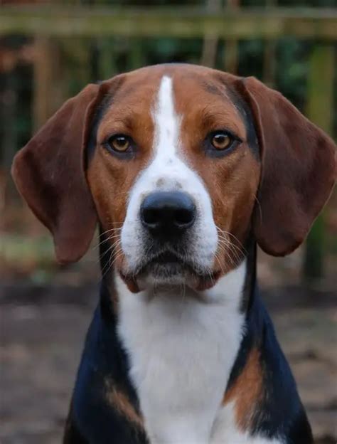 10 Best American Foxhound Dog Names The Paws
