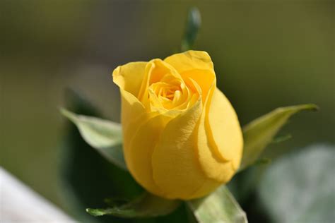 Free Images Blossom Petal Bloom Flora Yellow Flower Close Up