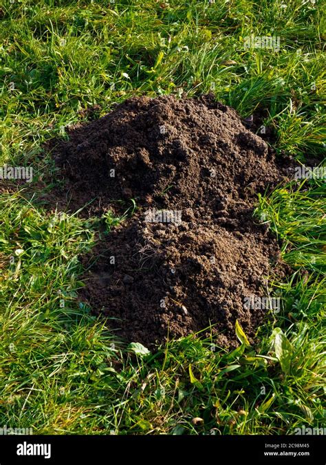 Mole Hill On Grass Hi Res Stock Photography And Images Alamy