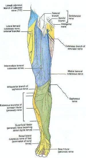 Cutaneous nerves of the front of the thigh. Lower Limb Cutaneous Innervation - anterior aspect